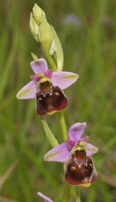 Ophrys fuciflora. Closer
