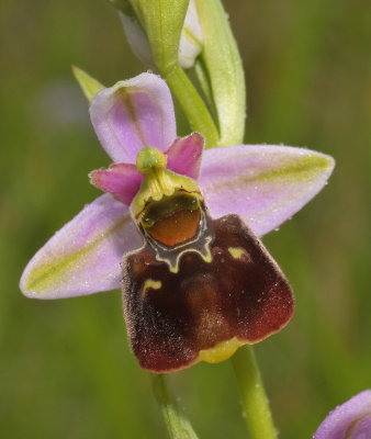 Ophrys fuciflora. Close-up.