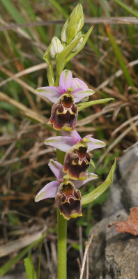 Ophrys fuciflora.