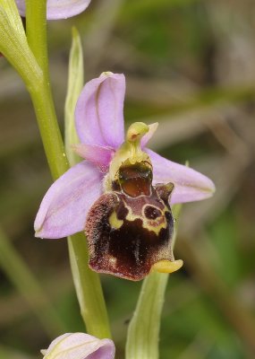 Ophrys fuciflora.