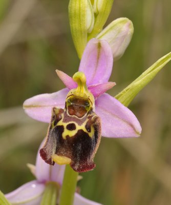 Ophrys fuciflora. Different angle.