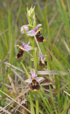 Ophrys fuciflora. Closer.