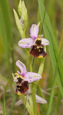 Ophrys fuciflora. Spotted sepals.