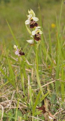 Ophrys fuciflora. White sepals.