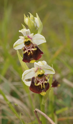 Ophrys fuciflora. White sepals. Closer.