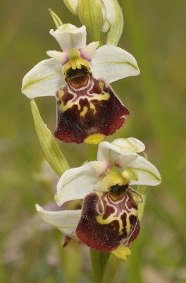 Ophrys fuciflora. White sepals. Close-up.