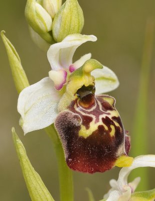 Ophrys fuciflora. White sepals. Close-up side.