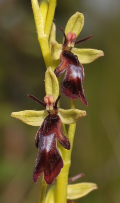 Ophrys insectifera. Close-up.