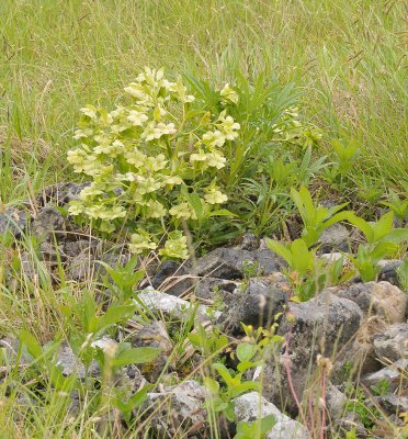 Helleborus foetidus.