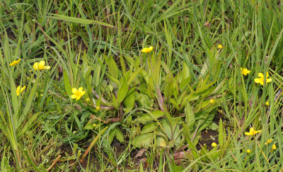 Ranunculus flammula.