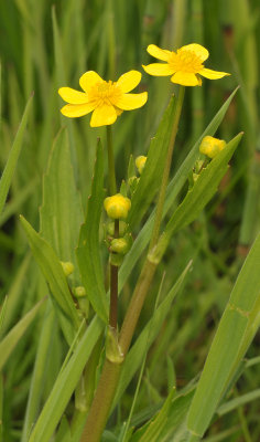 Ranunculus flammula. Closer.