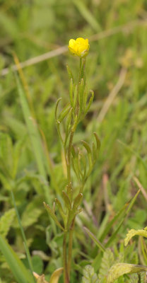 Ranunculus arvensis.