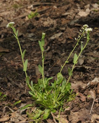 Thlaspi caerulescens.