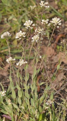 Thlaspi caerulescens. Closer.