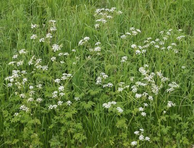 Anthriscus sylvestris.