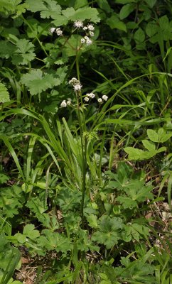 Sanicula europaea.