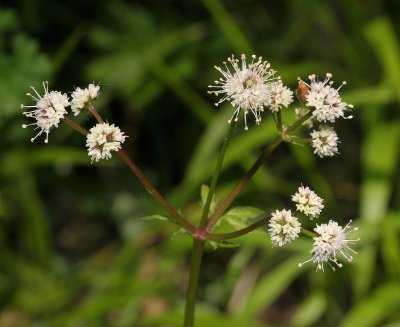 Sanicula europaea. Closer.