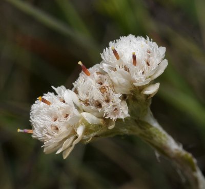 Antennaria dioica. Male flowers close-up.