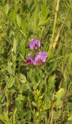 Vicia sativa subsp. segetalis.