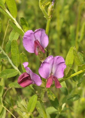 Vicia sativa subsp. segetalis. Close-up.