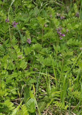 Vicia sepium.