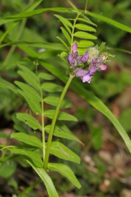 Vicia sepium. Closer.