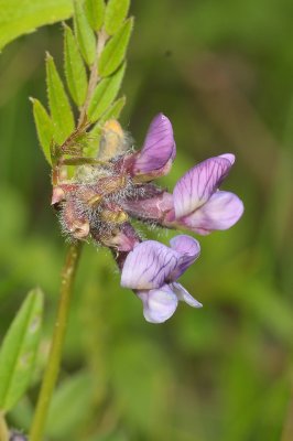 Vicia sepium. Close-up.