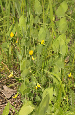 Lathyrus aphaca.