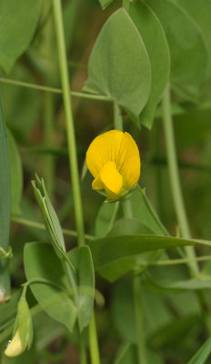 Lathyrus aphaca. Closer.