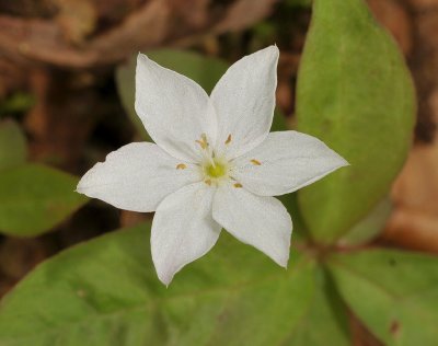 Trientalis europaea. Close-up. Six petals.