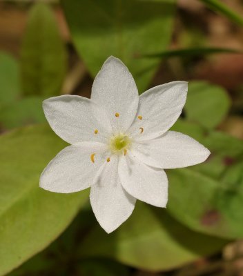 Trientalis europaea. Close-up. Seven petals.