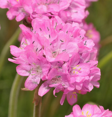 Armeria maritima. Close-up.