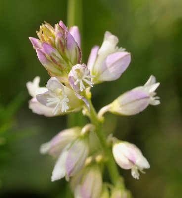 Polygala comosa. Pink. Close-up.