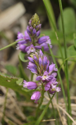 Polygala comosa. Purple. Close-up.