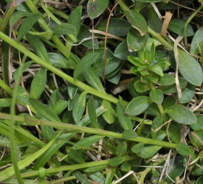 Polygala vulgaris. Purple. Foliage detail.