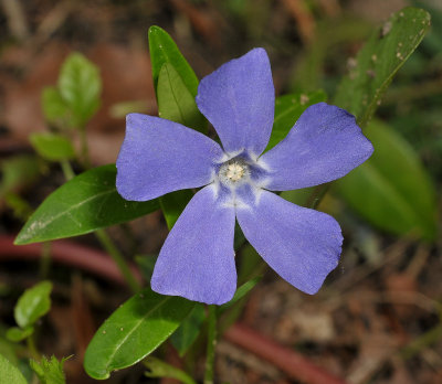 Periwinkle family (Apocynaceae)
