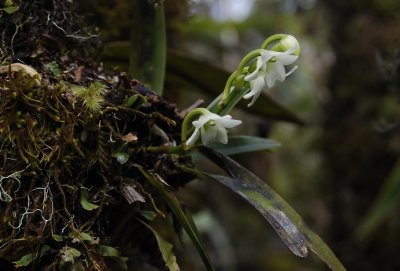 Angraecum striatum with frost damage.