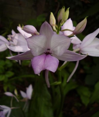 Calanthe sylvatica. (Asian type that is also known as Calanthe masuca)