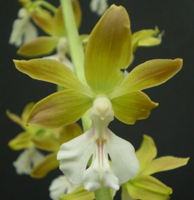 Calanthe x bicolor (green form)
