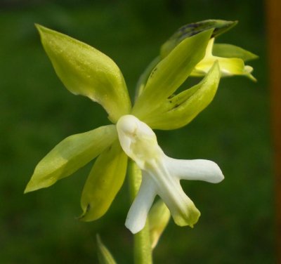 Calanthe henryi.