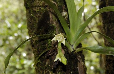 Angraecum cadetii