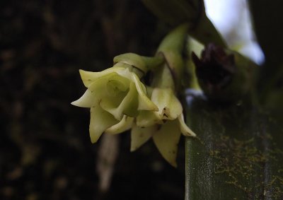 Angraecum cadetii. Close-up.