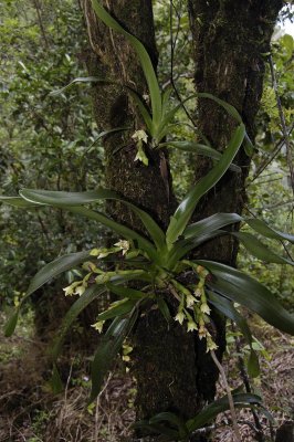 Angraecum cadetii