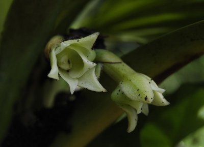 Angraecum cadetii.