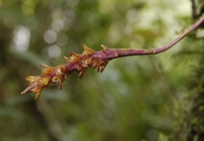 Bulbophyllum densum. Closer.