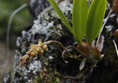 Bulbophyllum densum