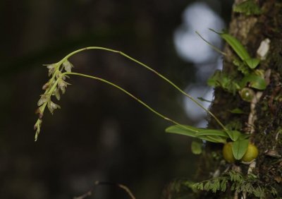 Bulbophyllum sp.