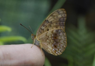 Butterfly on vinger.