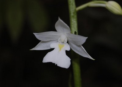 Calanthe sylvatica.