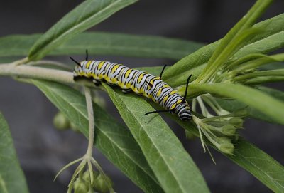Caterpillar of Danaus chrysippus.